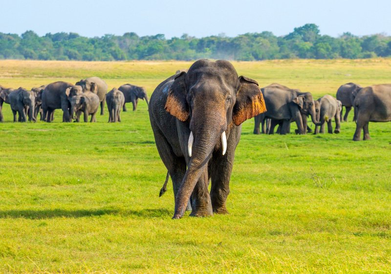 Wildlife Safaris & Natural Wonders